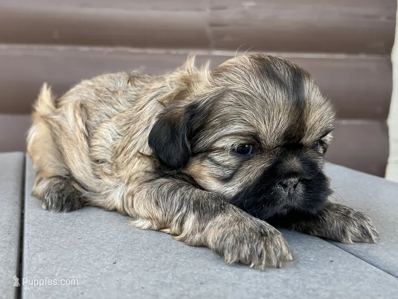 Katie – Shih Tzu puppy for sale in Carpenter, WY
