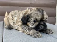 Katie, a female Shih Tzu for sale in Carpenter, WY – 1 of 4