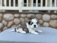 Jessie, a female Shih Tzu for sale in Carpenter, WY – 2 of 2
