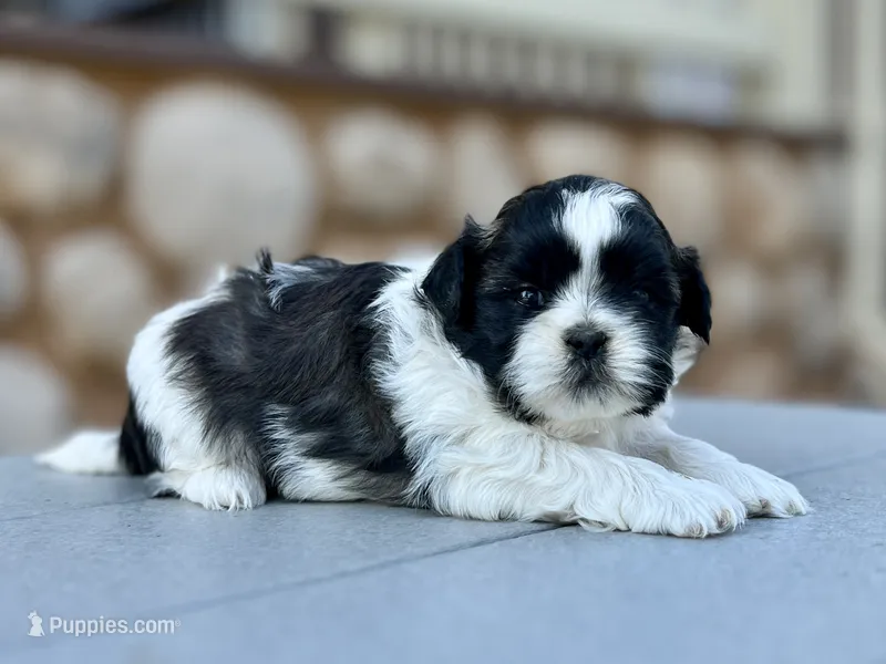 Jimmy – Shih Tzu puppy for sale in Carpenter, WY