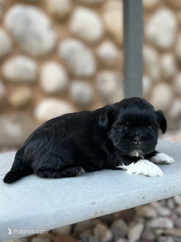 Jingles – Shih Tzu puppy for sale in Carpenter, WY