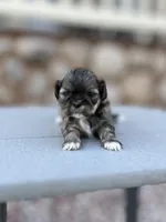 Jo-Jo, a female Shih Tzu for sale in Carpenter, WY – 2 of 2