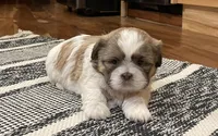 Izzie, a female Shih Tzu for sale in Carpenter, WY – Photo 1 of 4