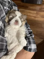 Izzie, a female Shih Tzu for sale in Carpenter, WY – Photo 4 of 4