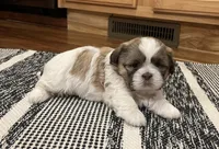 Izzie, a female Shih Tzu for sale in Carpenter, WY – Photo 2 of 4