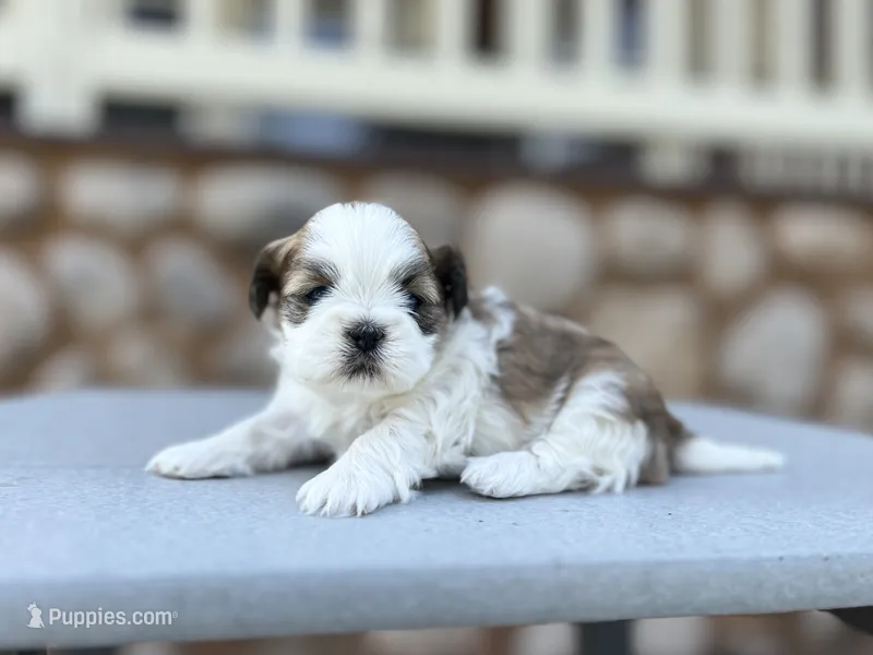 Jessie – Shih Tzu puppy for sale in Carpenter, WY