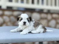 Jessie, a female Shih Tzu for sale in Carpenter, WY – 1 of 2
