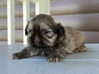 Koby, a male Shih Tzu for sale in Carpenter, WY – 2 of 2