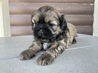 Kallie, a female Shih Tzu for sale in Carpenter, WY – 3 of 3