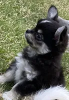 Diego, a male Chihuahua for sale in Tulsa, OK – Photo 2 of 8