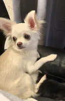 Diego, a male Chihuahua for sale in Tulsa, OK – Photo 8 of 8