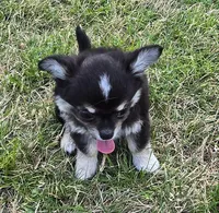Diego, a male Chihuahua for sale in Tulsa, OK – Photo 4 of 8