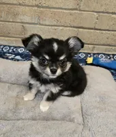 Diego, a male Chihuahua for sale in Tulsa, OK – Photo 5 of 8