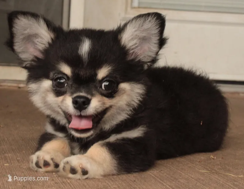 Diego – Chihuahua puppy for sale in Tulsa, OK