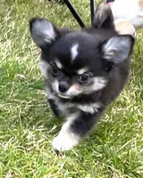 Diego, a male Chihuahua for sale in Tulsa, OK – Photo 1 of 8