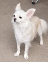 Diego, a male Chihuahua for sale in Tulsa, OK – Photo 7 of 8