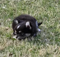 Diego, a male Chihuahua for sale in Tulsa, OK – Photo 3 of 8