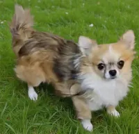 Bear Bear, a male Chihuahua for sale in Tulsa, OK – Photo 7 of 8