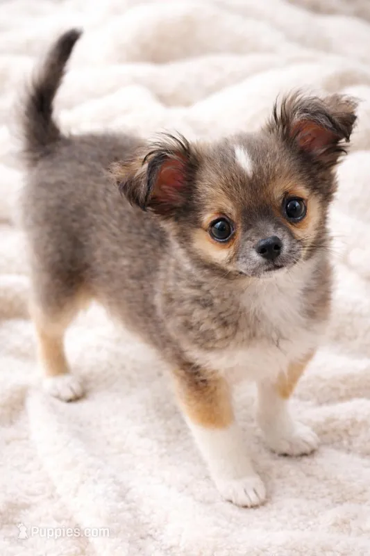 Bear Bear – Chihuahua puppy for sale in Tulsa, OK