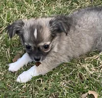 Bear Bear, a male Chihuahua for sale in Tulsa, OK – Photo 6 of 8