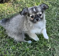 Bear Bear, a male Chihuahua for sale in Tulsa, OK – Photo 4 of 8