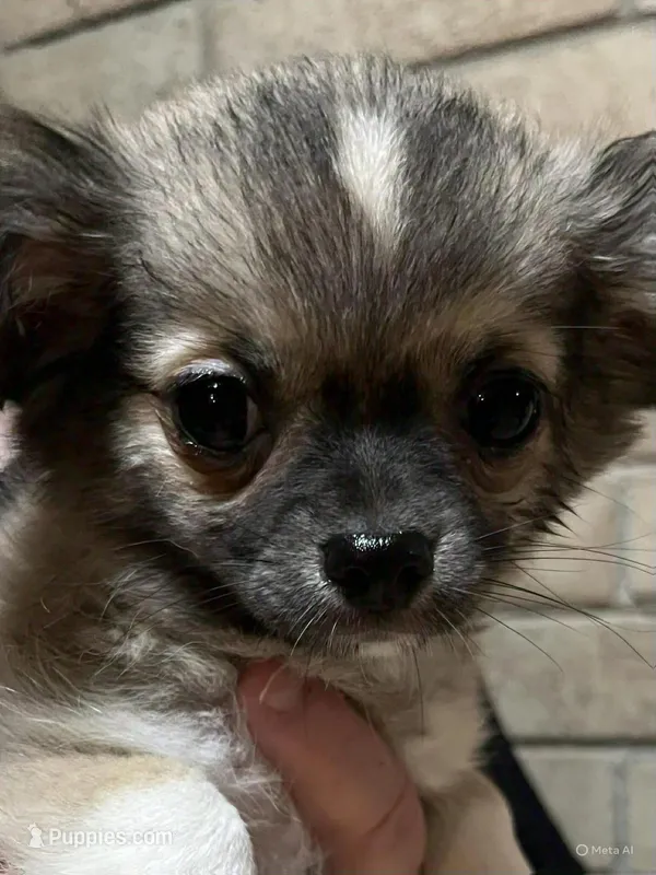 Bear Bear – Chihuahua puppy for sale in Tulsa, OK