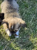 Bear Bear, a male Chihuahua for sale in Tulsa, OK – Photo 5 of 8