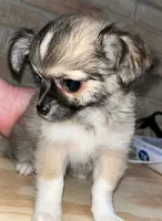 Bear Bear, a male Chihuahua for sale in Tulsa, OK – Photo 3 of 8