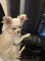 Dora, a female Chihuahua for sale in Tulsa, OK – Photo 8 of 9