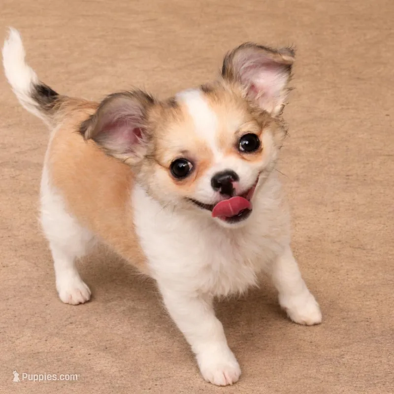 Dora – Chihuahua puppy for sale in Tulsa, OK