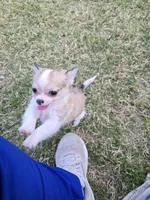 Dora, a female Chihuahua for sale in Tulsa, OK – Photo 5 of 9