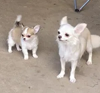 Dora, a female Chihuahua for sale in Tulsa, OK – Photo 7 of 9