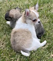 Dora, a female Chihuahua for sale in Tulsa, OK – Photo 6 of 9