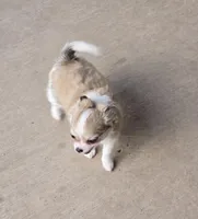 Dora, a female Chihuahua for sale in Tulsa, OK – Photo 4 of 9