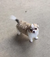 Dora, a female Chihuahua for sale in Tulsa, OK – Photo 2 of 9