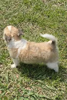 Dora, a female Chihuahua for sale in Tulsa, OK – Photo 3 of 9