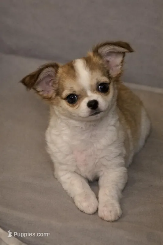 Dora, a female Chihuahua for sale in Tulsa, OK – Photo 1 of 9