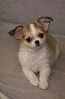 Dora, a female Chihuahua for sale in Tulsa, OK – Photo 1 of 9