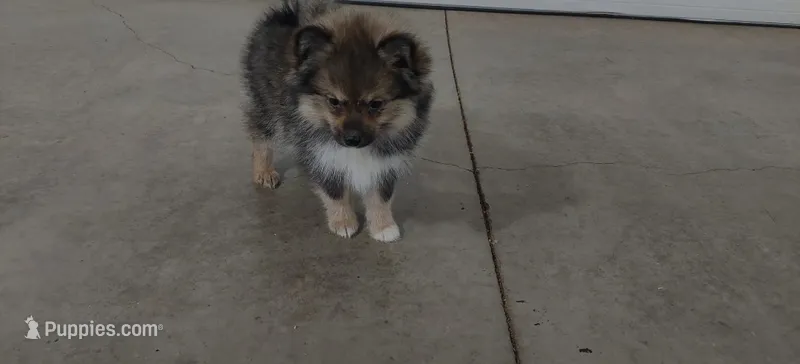 Little Miss Willow – Pomeranian, Pomsky puppy for sale in Fort Wayne, IN