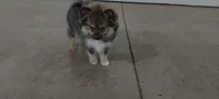 Little Miss Willow, a female Pomeranian and Pomsky for sale in Fort Wayne, IN – 1 of 4