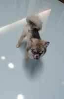 Willow, a female Pomsky for sale in Fort Wayne, IN – Photo 3 of 3