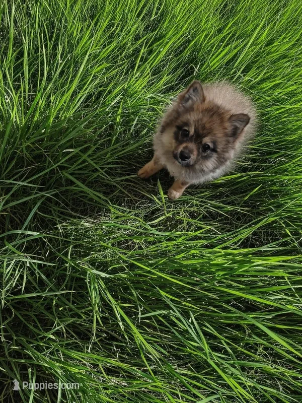 Willow – Pomsky puppy for sale in Fort Wayne, IN