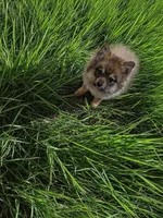 Willow, a female Pomeranian for sale in Fort Wayne, IN – Photo 1 of 4