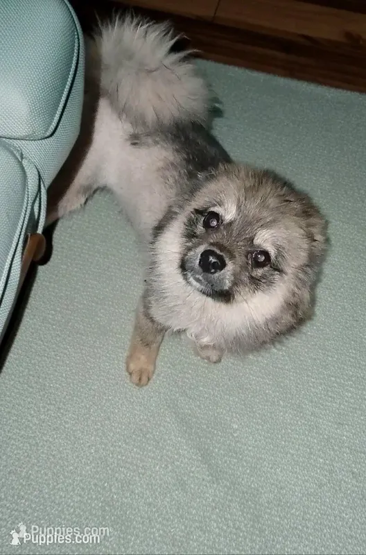 Little Miss Willow – Pomeranian, Pomsky puppy for sale in Fort Wayne, IN