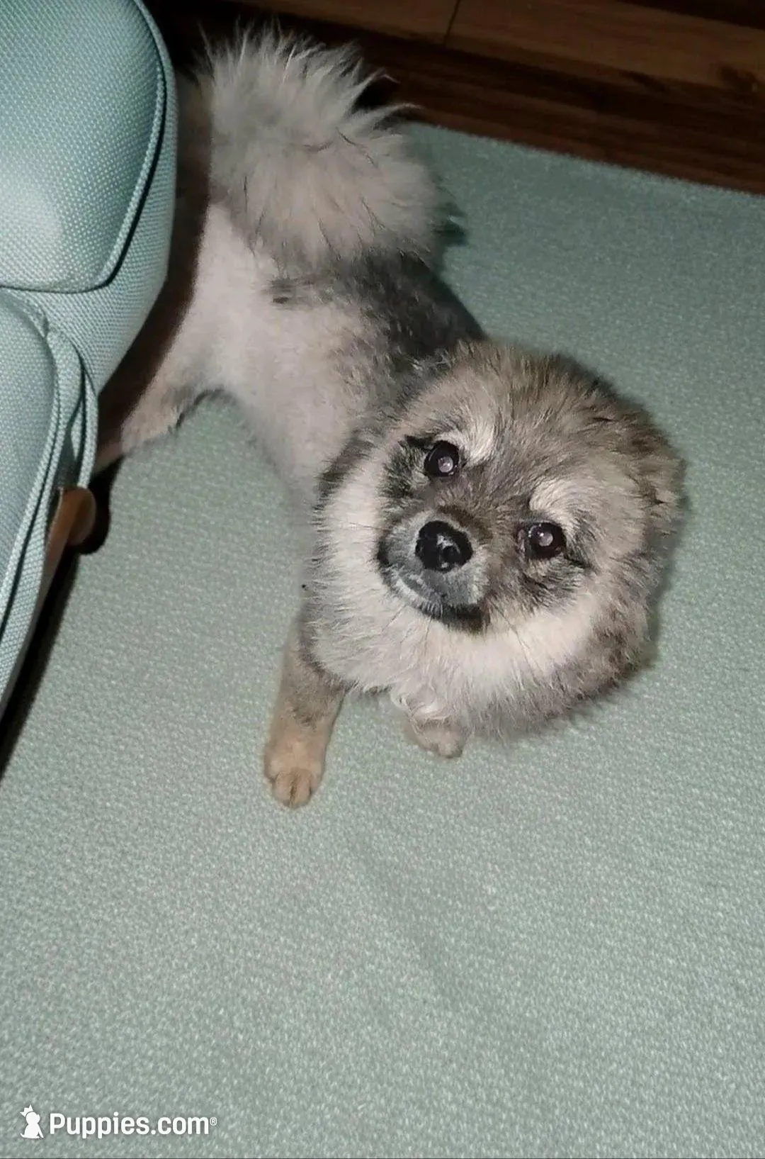 Little Miss Willow, a female Pomeranian and Pomsky for sale in Fort Wayne, IN – Photo 1 of 3