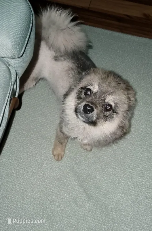 Willow, a female Pomsky for sale in Fort Wayne, IN – Photo 1 of 3