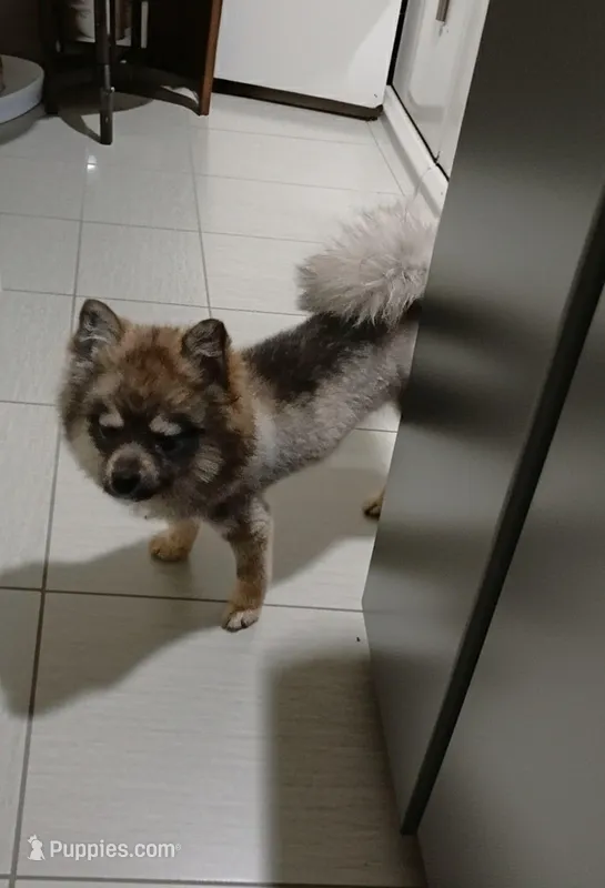 Willow – Pomsky puppy for sale in Fort Wayne, IN