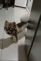 Willow, a female Pomsky for sale in Fort Wayne, IN – Photo 2 of 3