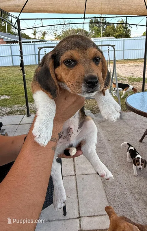 Panter – Beagle puppy for sale in Lehigh Acres, FL
