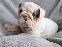 Female, a female English Bulldog for sale in Black River Falls, WI – 3 of 3